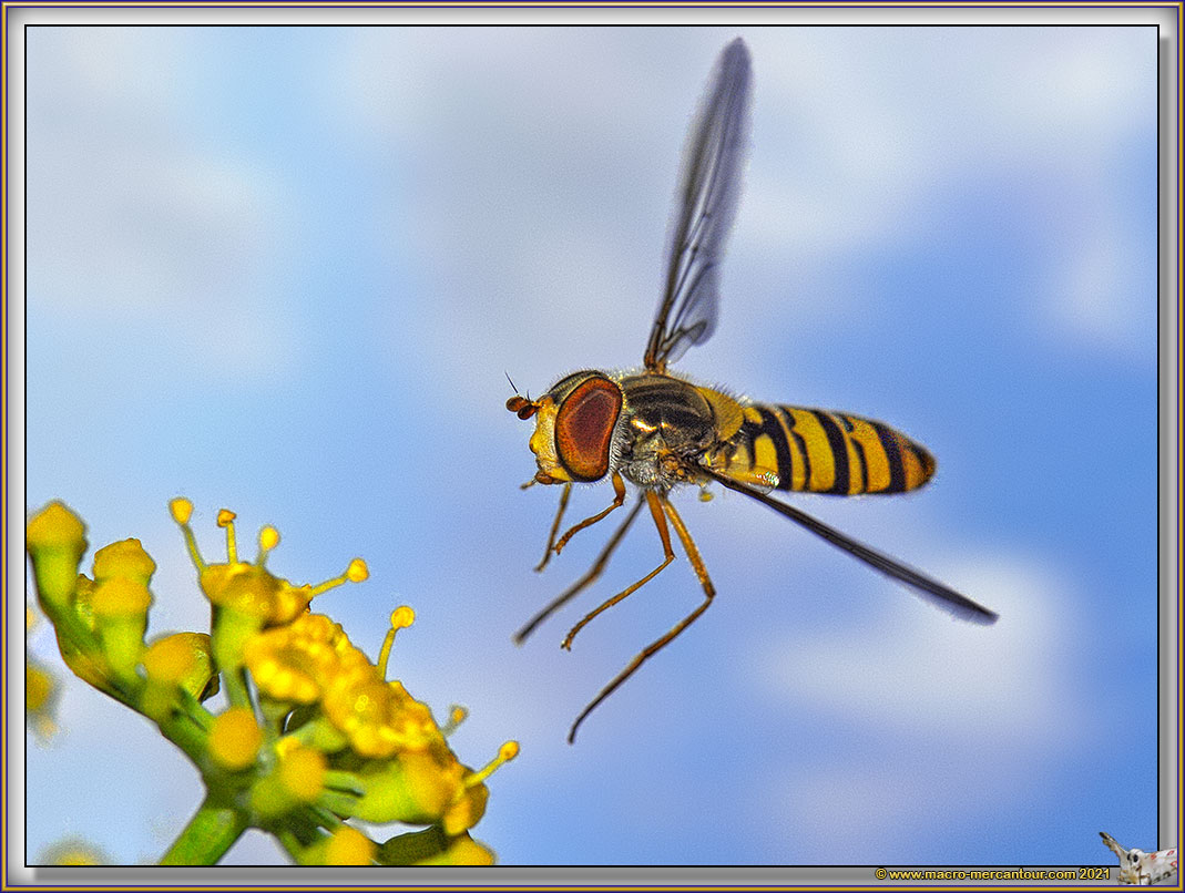 Syrphe